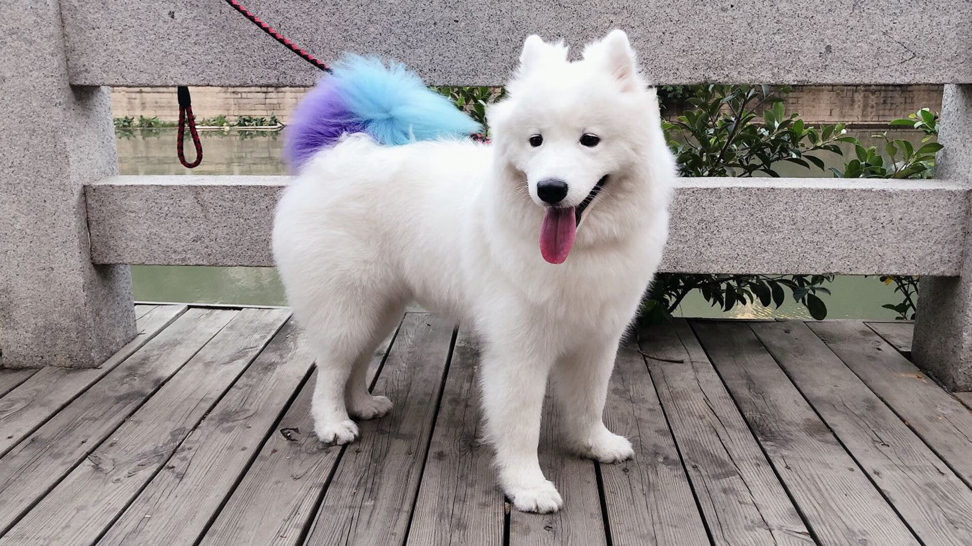 莫兰特狂轰统治级数据，奇才跨洋对决深圳队引爆篮球盛宴