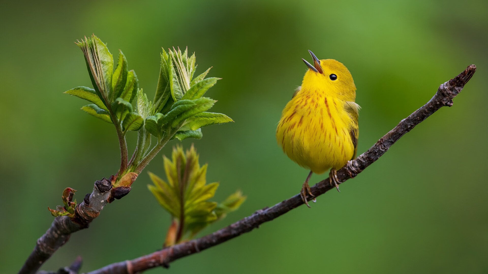 跨界光芒，弗拉霍维奇如何点亮F1年度争冠之夜