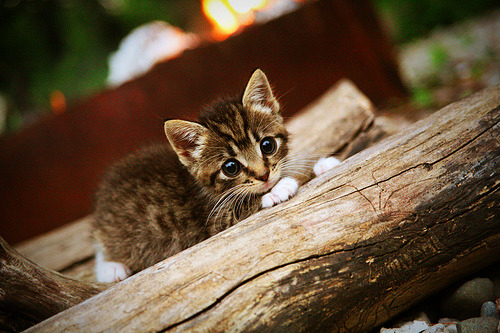 魔术破咒，死神归位，杜兰特在年度焦点之战接管比赛