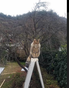 终极改写，伊萨克的一夜，改写足坛宿命