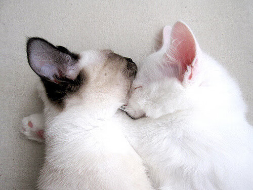 冰与火的圆舞曲，欧文死神三分，快船以烈火焚尽奥兰多