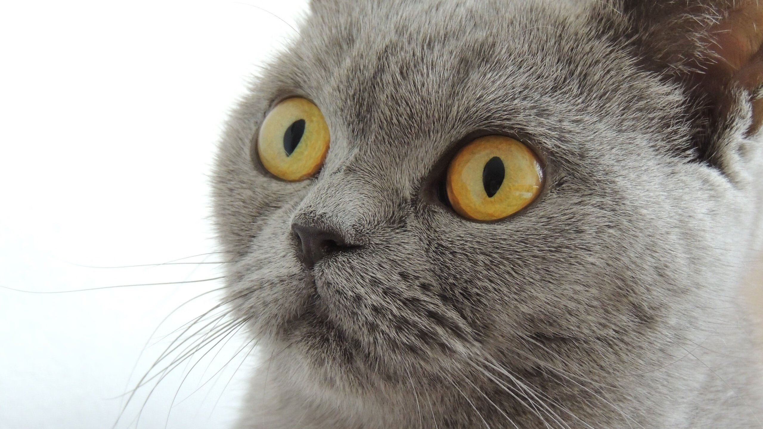 绝境猎鹰与锋锐子弹，意志如何截停天赋的呼啸