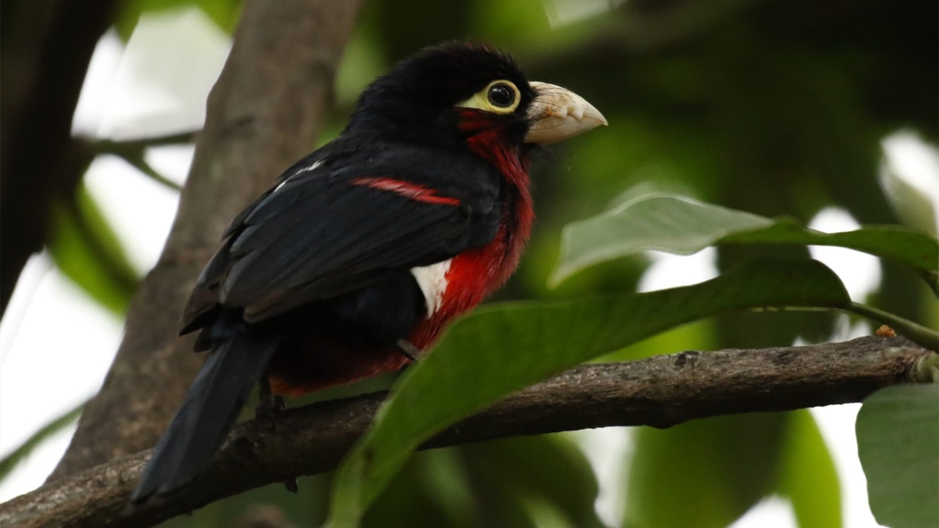 美加墨世界杯之夜，当巨肩之城在阿兹特克球场隆起
