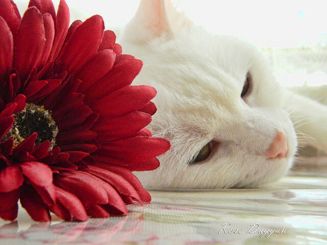 黄金一代的绝唱，卡塔尔破壁之战终结巴拉圭足球旧时代