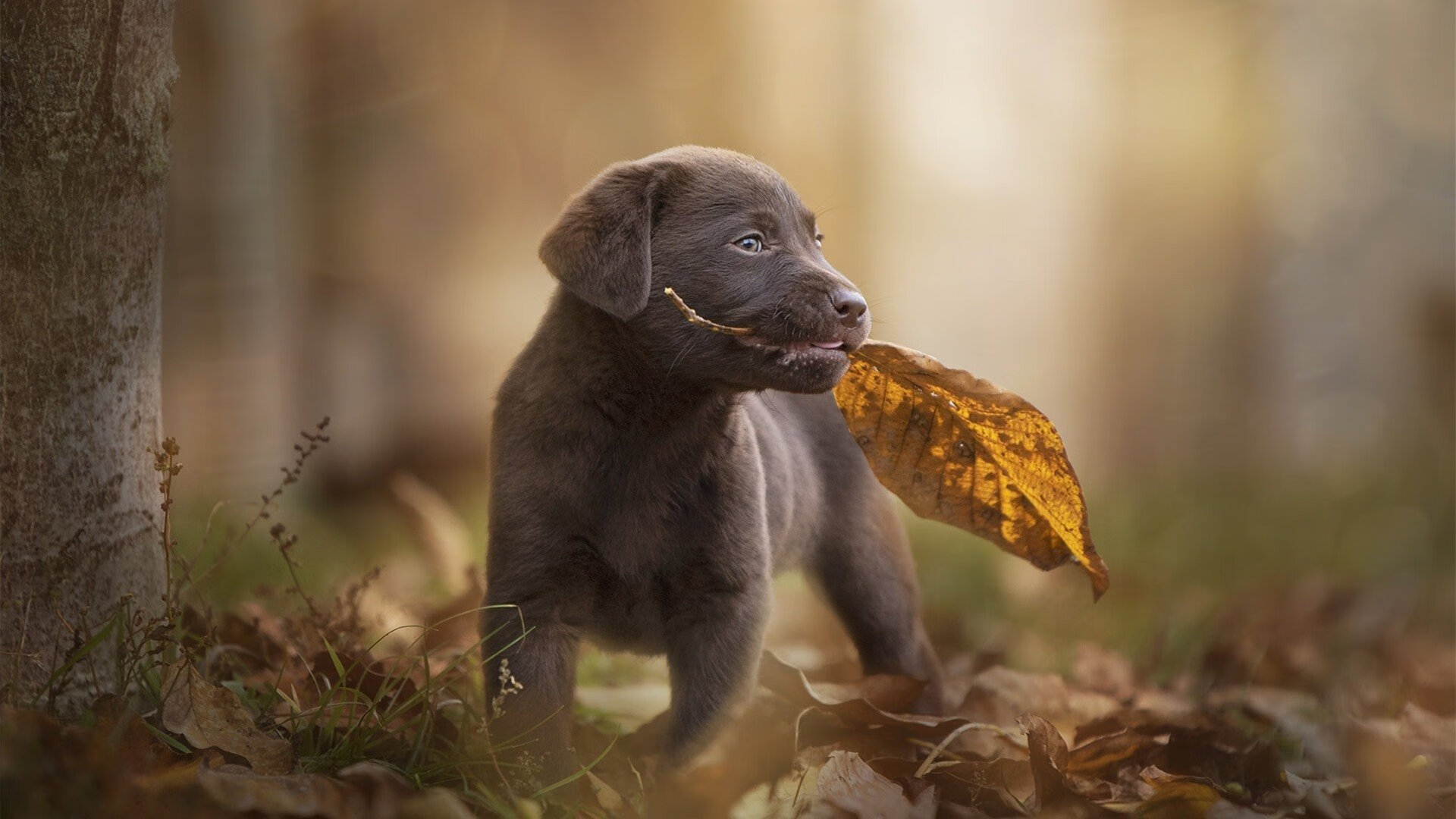 开云体育APP下载-迪亚斯爆发助塞维利亚关键战突围，洪都拉斯防线难挡西甲劲旅锋芒