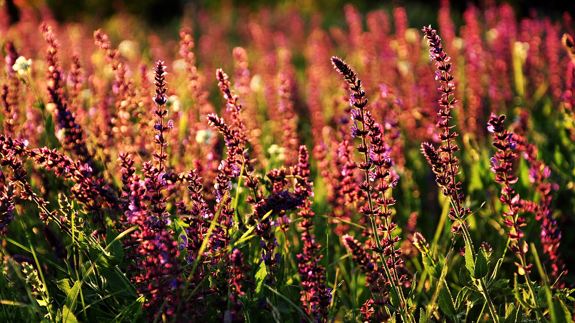 失落的莱茵河之夏,2026,当登贝莱的独舞刺穿新大陆的黎明